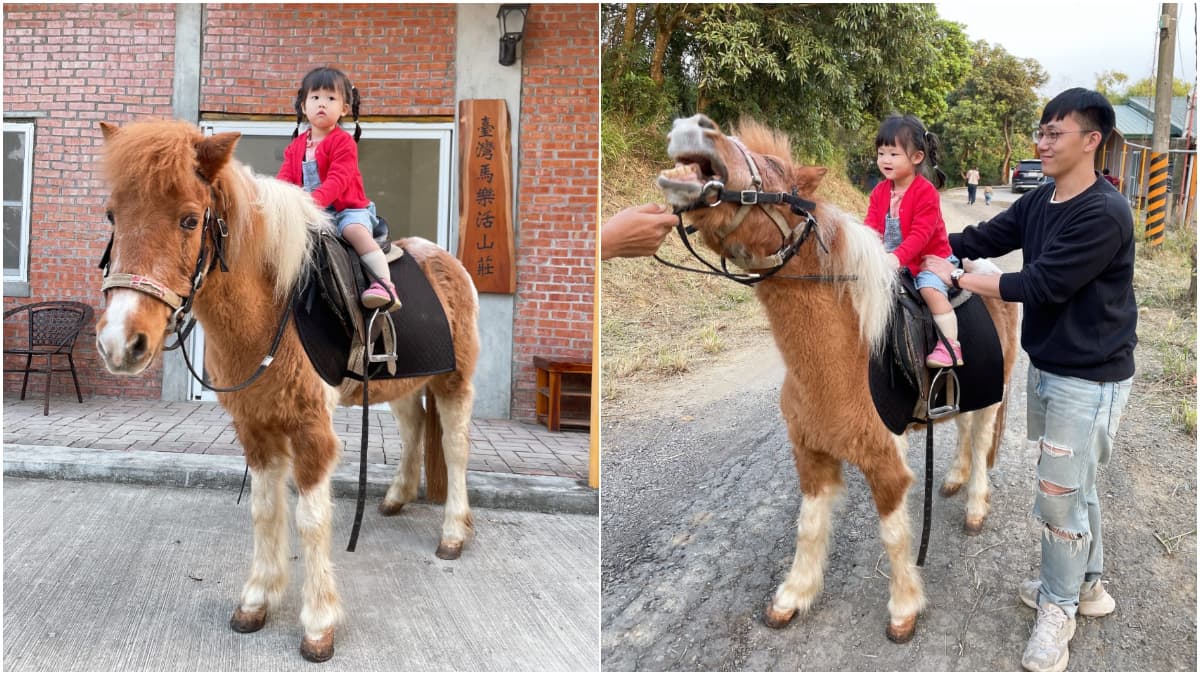免門票「小型動物園」!近距離餵食迷你馬、羊駝,加碼小朋友最愛騎馬體驗 免門票「小型動物園」!近距離餵食迷你馬、羊駝,加碼小朋友最愛騎馬體驗