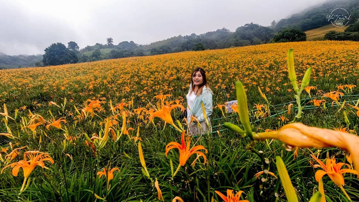 超過40公頃金色花海拍爆!「2022花蓮金針花季」七夕登場,最佳賞花期快追 超過40公頃金色花海拍爆!「2022花蓮金針花季」七夕登場,最佳賞花期快追