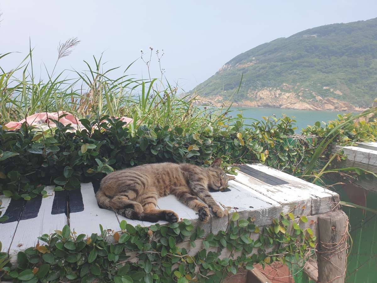 馬祖不只藍眼淚!2天1夜玩3島:住蒙古包、梅花鹿天堂、打卡台版聖托里尼 馬祖不只藍眼淚!2天1夜玩3島:住蒙古包、梅花鹿天堂、打卡台版聖托里尼