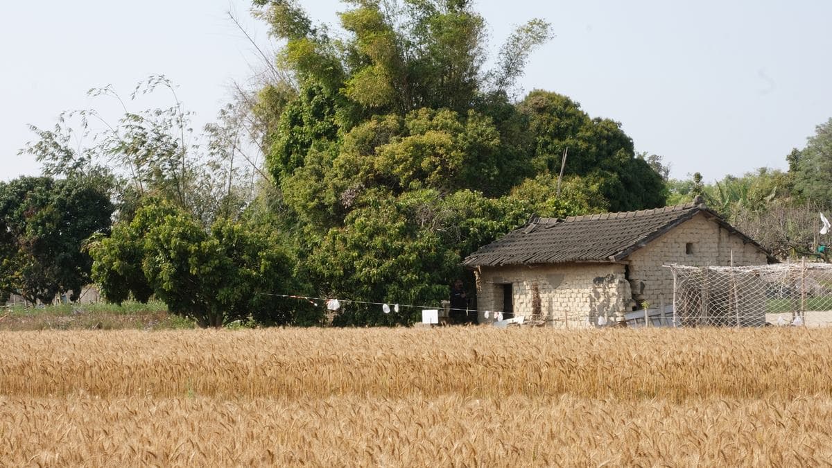 土角厝小麥田 img