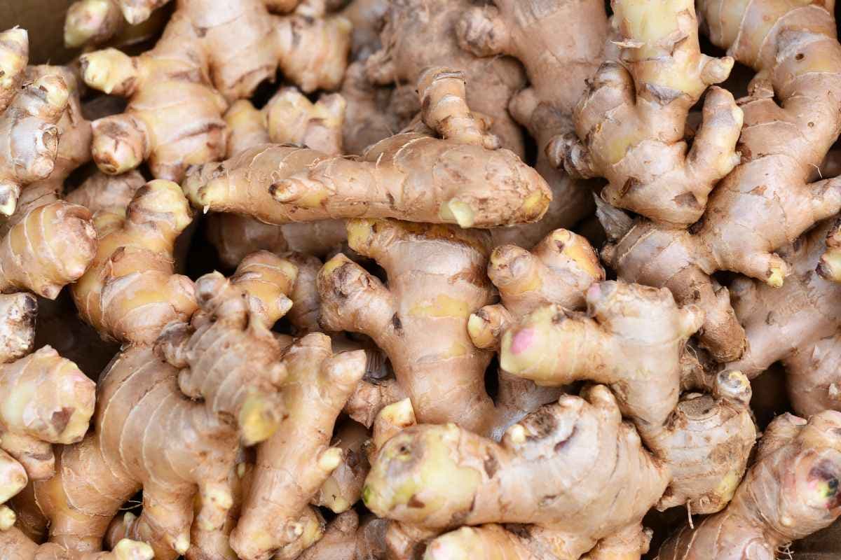 薑母鴨=「薑+母鴨」?食補菜色性別之謎,薑母鴨到底是公鴨還是母鴨 薑母鴨=「薑+母鴨」?食補菜色性別之謎,薑母鴨到底是公鴨還是母鴨
