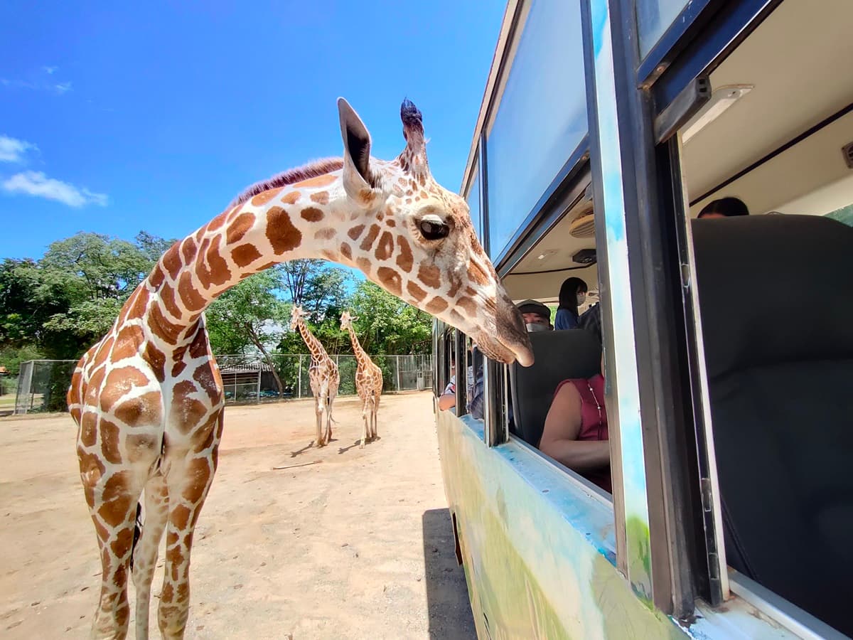 想報名+1!動物園超狂體驗「長頸鹿餵食」,獨享吉普車專屬網美照 想報名+1!動物園超狂體驗「長頸鹿餵食」,獨享吉普車專屬網美照