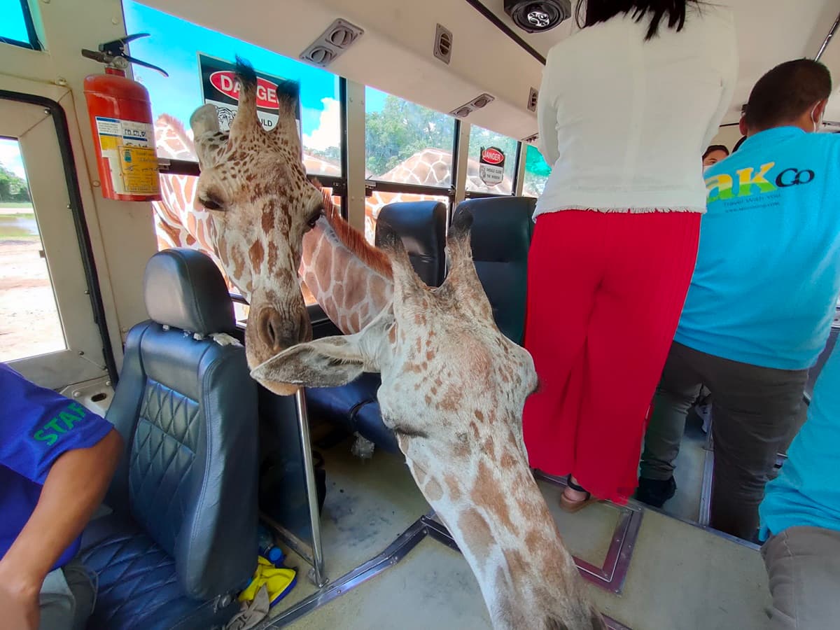 想報名+1!動物園超狂體驗「長頸鹿餵食」,獨享吉普車專屬網美照 想報名+1!動物園超狂體驗「長頸鹿餵食」,獨享吉普車專屬網美照
