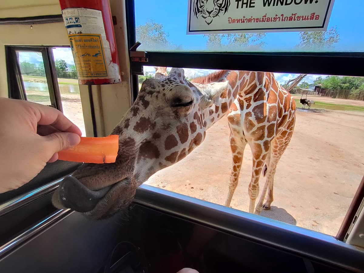 想報名+1!動物園超狂體驗「長頸鹿餵食」,獨享吉普車專屬網美照 想報名+1!動物園超狂體驗「長頸鹿餵食」,獨享吉普車專屬網美照