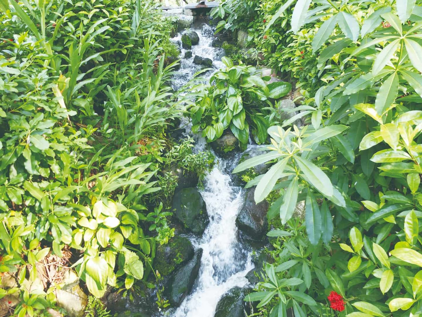 高雄最美公園!鳳山版「忘憂森林」出捷運就到,9公頃「綠色仙境」IG必打卡 高雄最美公園!鳳山版「忘憂森林」出捷運就到,9公頃「綠色仙境」IG必打卡