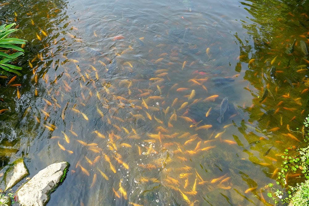 高雄最美公園!鳳山版「忘憂森林」出捷運就到,9公頃「綠色仙境」IG必打卡 高雄最美公園!鳳山版「忘憂森林」出捷運就到,9公頃「綠色仙境」IG必打卡