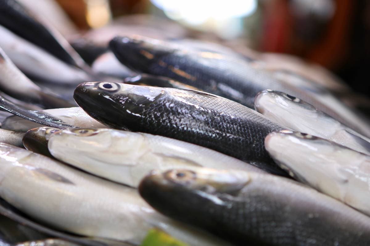 虱目魚為什麼叫「虱目魚」、日本第1家咖啡館,竟然都跟鄭成功有關 虱目魚為什麼叫「虱目魚」、日本第1家咖啡館,竟然都跟鄭成功有關