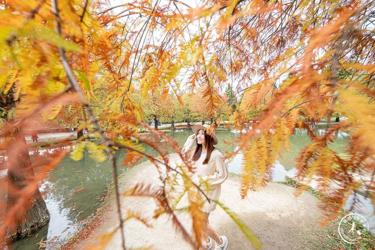 過年快朝聖!6大漸層落羽松祕境:占地3公頃、如潑墨山水畫、上百棵超壯觀 過年快朝聖!6大漸層落羽松祕境:占地3公頃、如潑墨山水畫、上百棵超壯觀