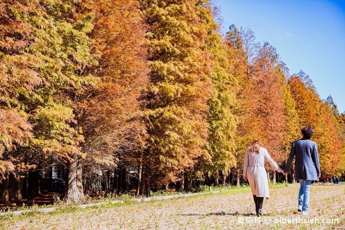 過年快朝聖!6大漸層落羽松祕境:占地3公頃、如潑墨山水畫、上百棵超壯觀 過年快朝聖!6大漸層落羽松祕境:占地3公頃、如潑墨山水畫、上百棵超壯觀