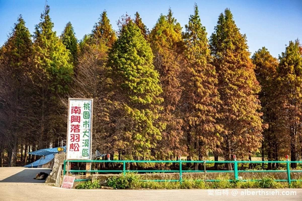 即時現況報你知!占地3公頃「落羽松祕境」任你拍,黃紅漸層美景如置身國外 即時現況報你知!占地3公頃「落羽松祕境」任你拍,黃紅漸層美景如置身國外