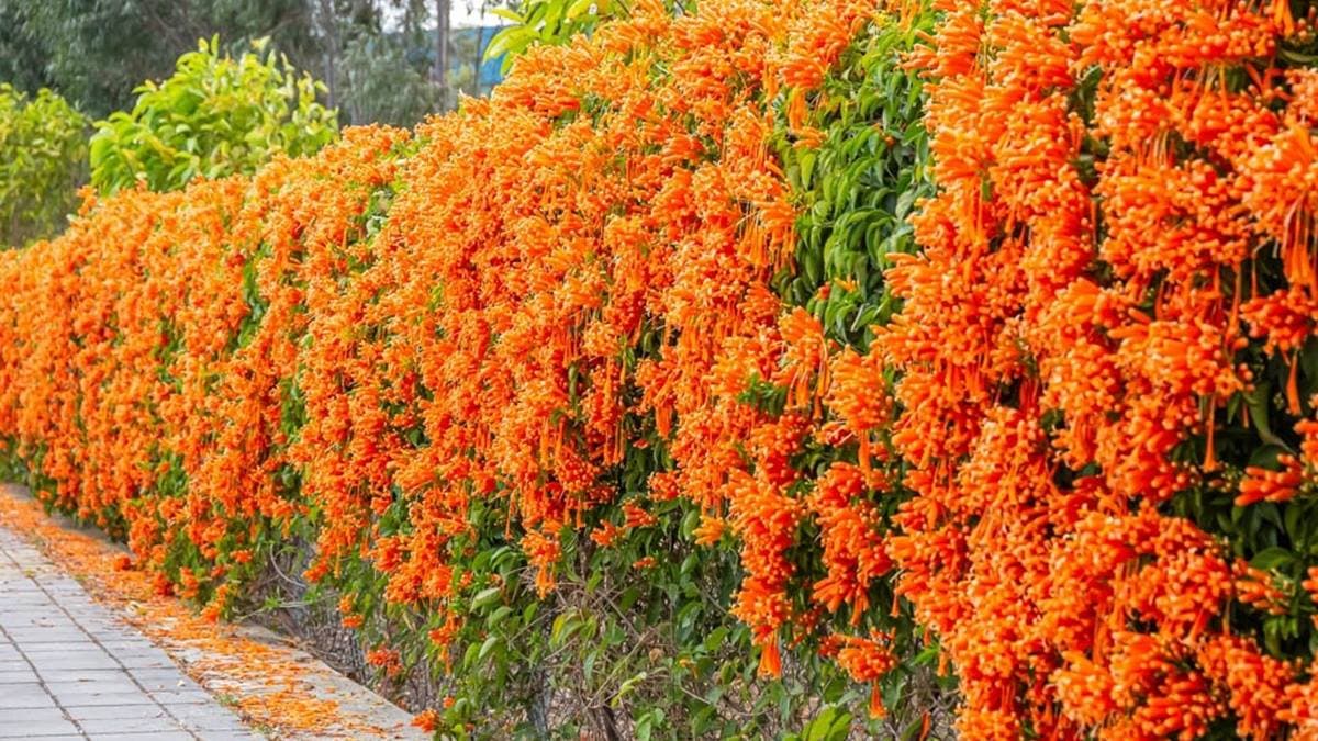 后里炮仗花步道