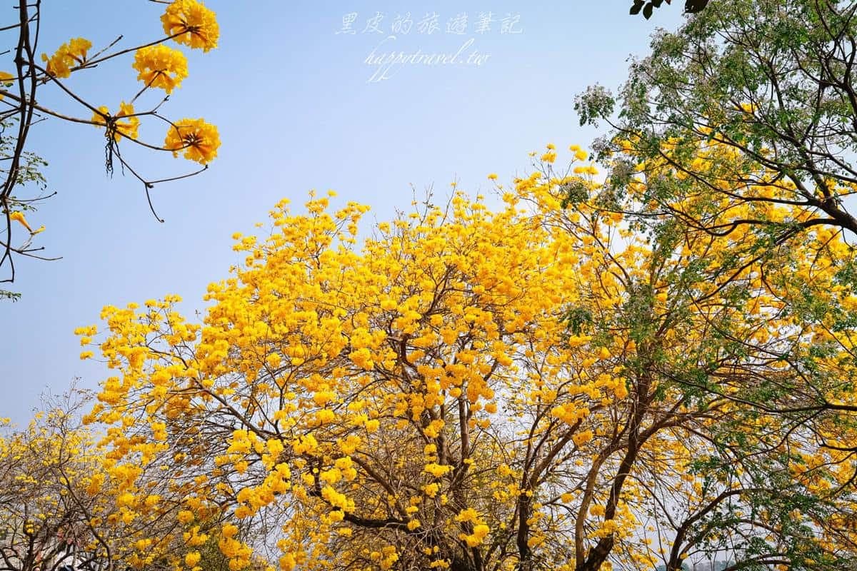 這週錯過等明年!嘉義最美步道「黃花風鈴木」爆發中,宛如置身浪漫韓劇場景 這週錯過等明年!嘉義最美步道「黃花風鈴木」爆發中,宛如置身浪漫韓劇場景