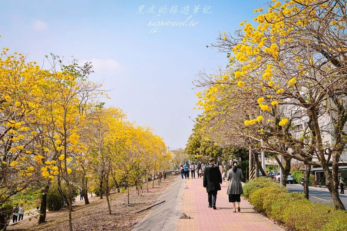 這週錯過等明年!嘉義最美步道「黃花風鈴木」爆發中,宛如置身浪漫韓劇場景 這週錯過等明年!嘉義最美步道「黃花風鈴木」爆發中,宛如置身浪漫韓劇場景
