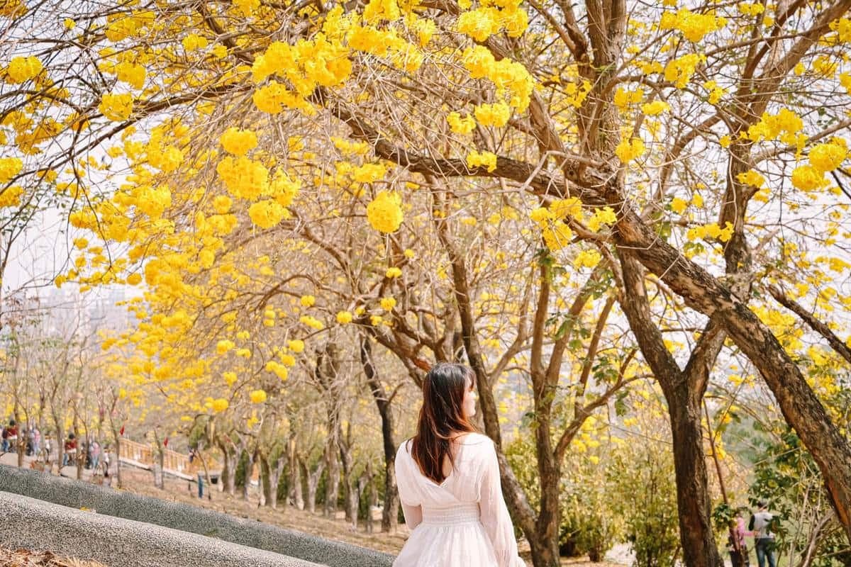 這週錯過等明年!嘉義最美步道「黃花風鈴木」爆發中,宛如置身浪漫韓劇場景 這週錯過等明年!嘉義最美步道「黃花風鈴木」爆發中,宛如置身浪漫韓劇場景