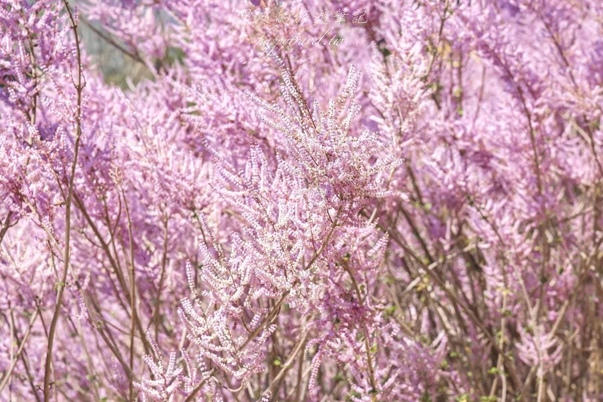 全台最美「粉紅山丘」在這!比人高「麝香木花海」爆發中,3月底前快朝聖 全台最美「粉紅山丘」在這!比人高「麝香木花海」爆發中,3月底前快朝聖