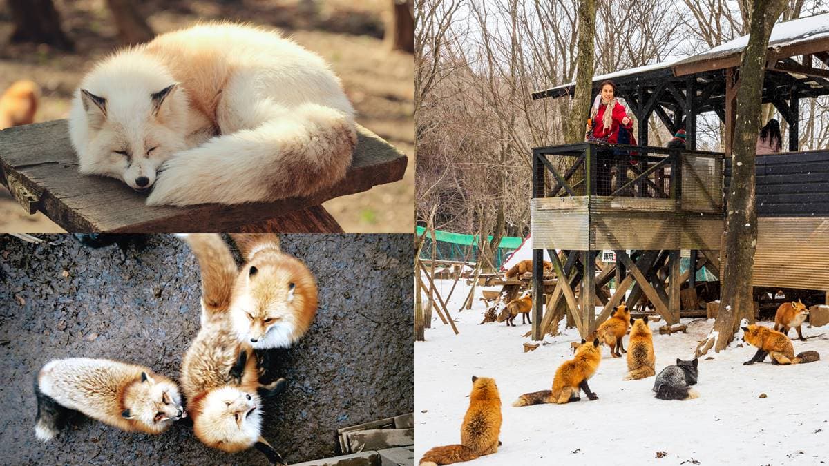 百隻「毛絨絨肉球」滾雪堆!全球唯一超萌「狐狸村」,零距離可餵可抱好療癒