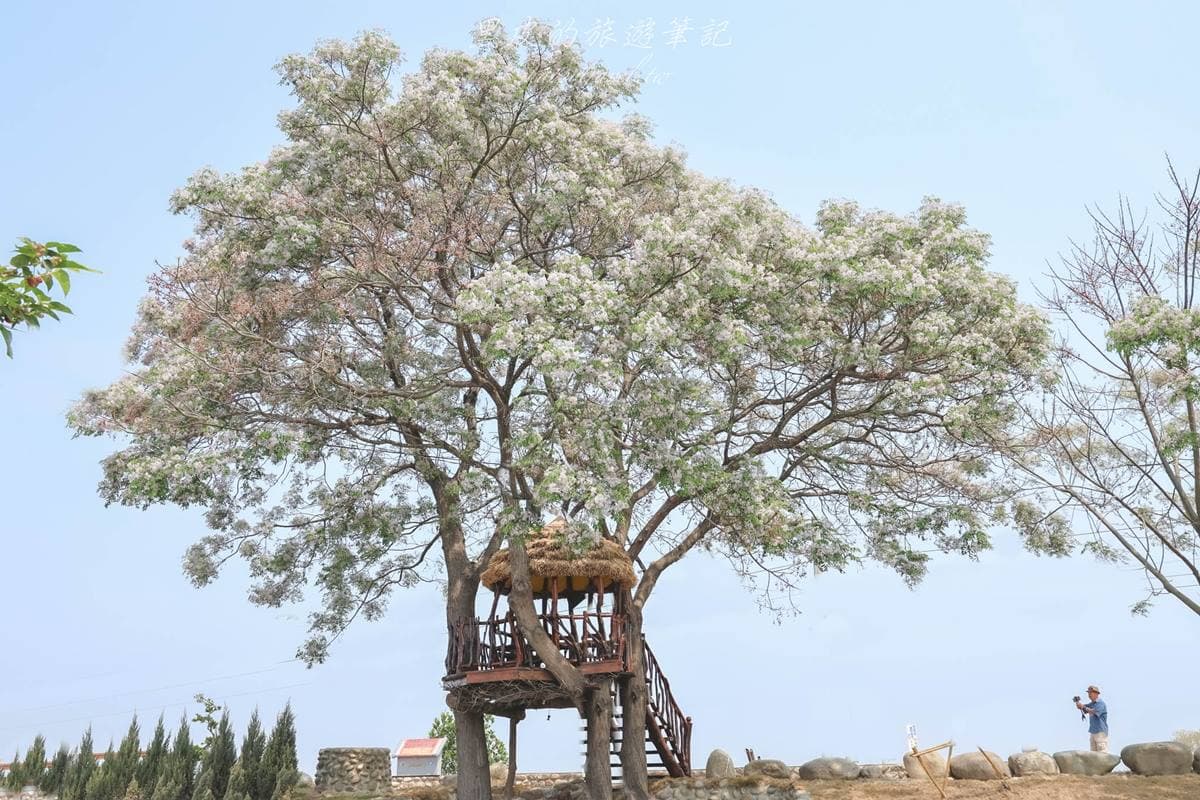 錯過等明年!爆發系「苦楝花祕境」藏在這,雪白花海+鳥巢樹屋美到狂洗版IG 錯過等明年!爆發系「苦楝花祕境」藏在這,雪白花海+鳥巢樹屋美到狂洗版IG