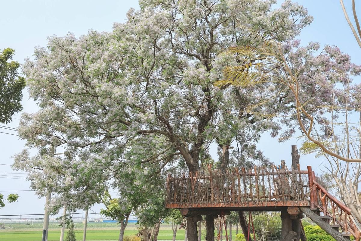 錯過等明年!爆發系「苦楝花祕境」藏在這,雪白花海+鳥巢樹屋美到狂洗版IG 錯過等明年!爆發系「苦楝花祕境」藏在這,雪白花海+鳥巢樹屋美到狂洗版IG