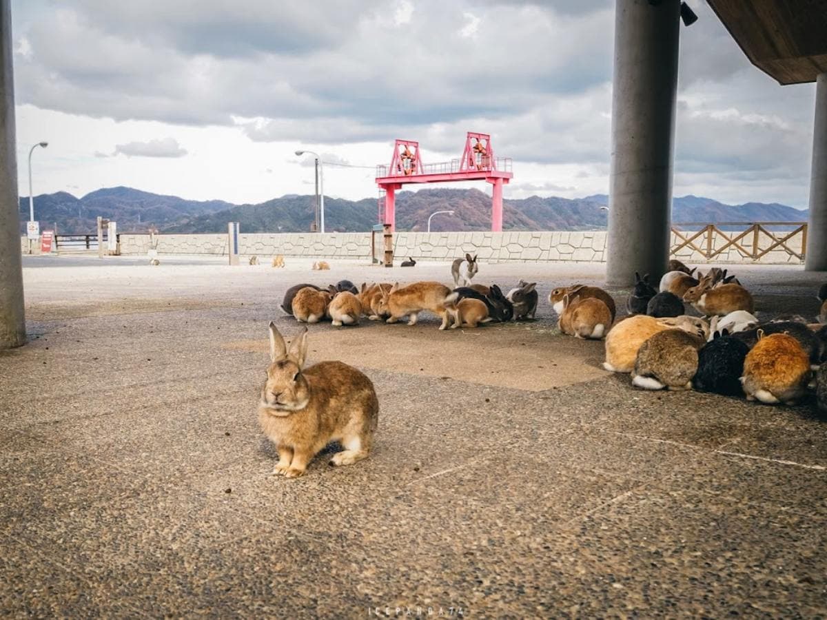 日本動物系景點!超人氣6處必去:全球唯一狐狸村、千隻兔兔圍繞神祕島 日本動物系景點!超人氣6處必去:全球唯一狐狸村、千隻兔兔圍繞神祕島