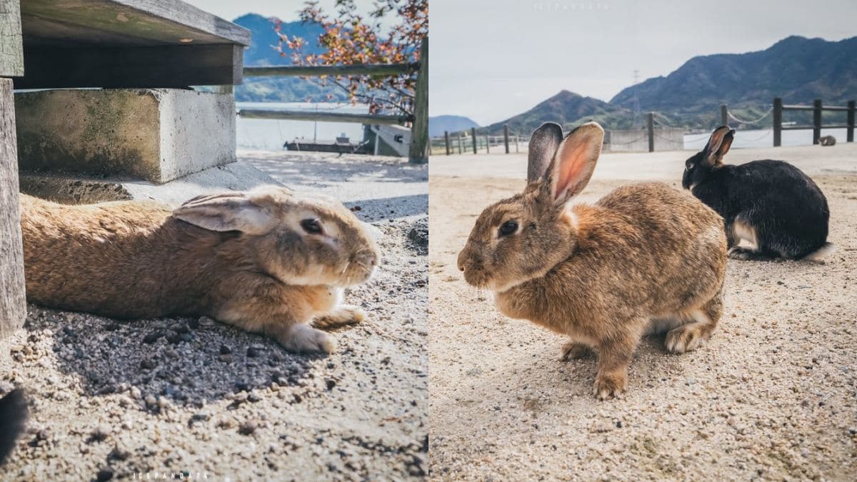 日本動物系景點!超人氣6處必去:全球唯一狐狸村、千隻兔兔圍繞神祕島 日本動物系景點!超人氣6處必去:全球唯一狐狸村、千隻兔兔圍繞神祕島