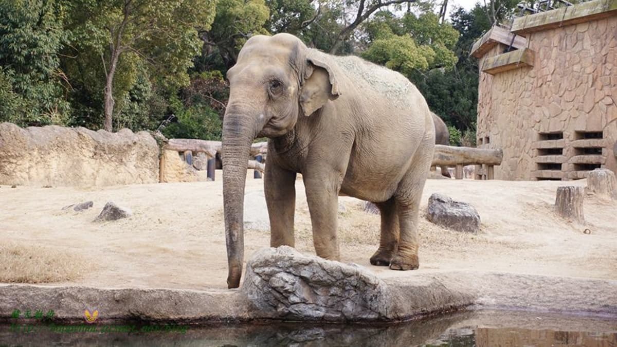 天王寺動物園 img