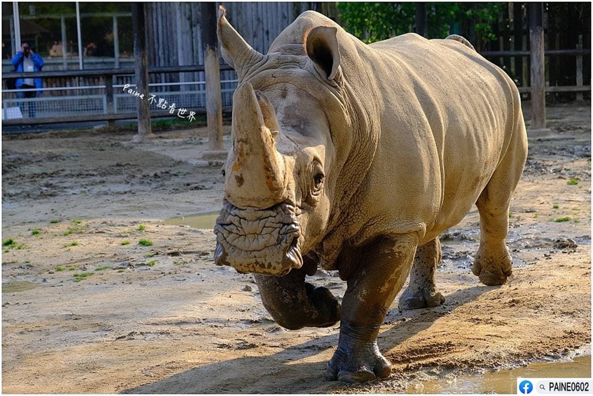 日本人氣動物園!5間必去推薦:坐造型巴士餵動物、企鵝散步秀、珍稀白老虎 日本人氣動物園!5間必去推薦:坐造型巴士餵動物、企鵝散步秀、珍稀白老虎