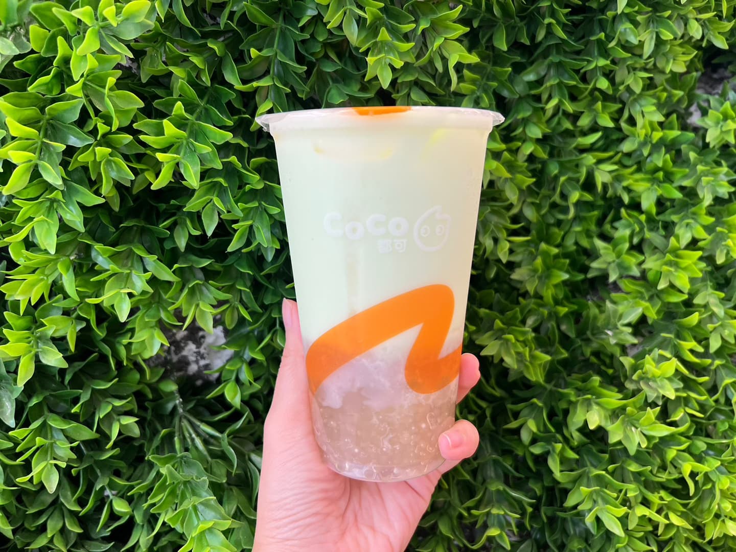 CoCo限定第2杯0元快喝!「椰奶啵啵恰恰」配料超飽足,五桐號也有買一送一 CoCo限定第2杯0元快喝!「椰奶啵啵恰恰」配料超飽足,五桐號也有買一送一