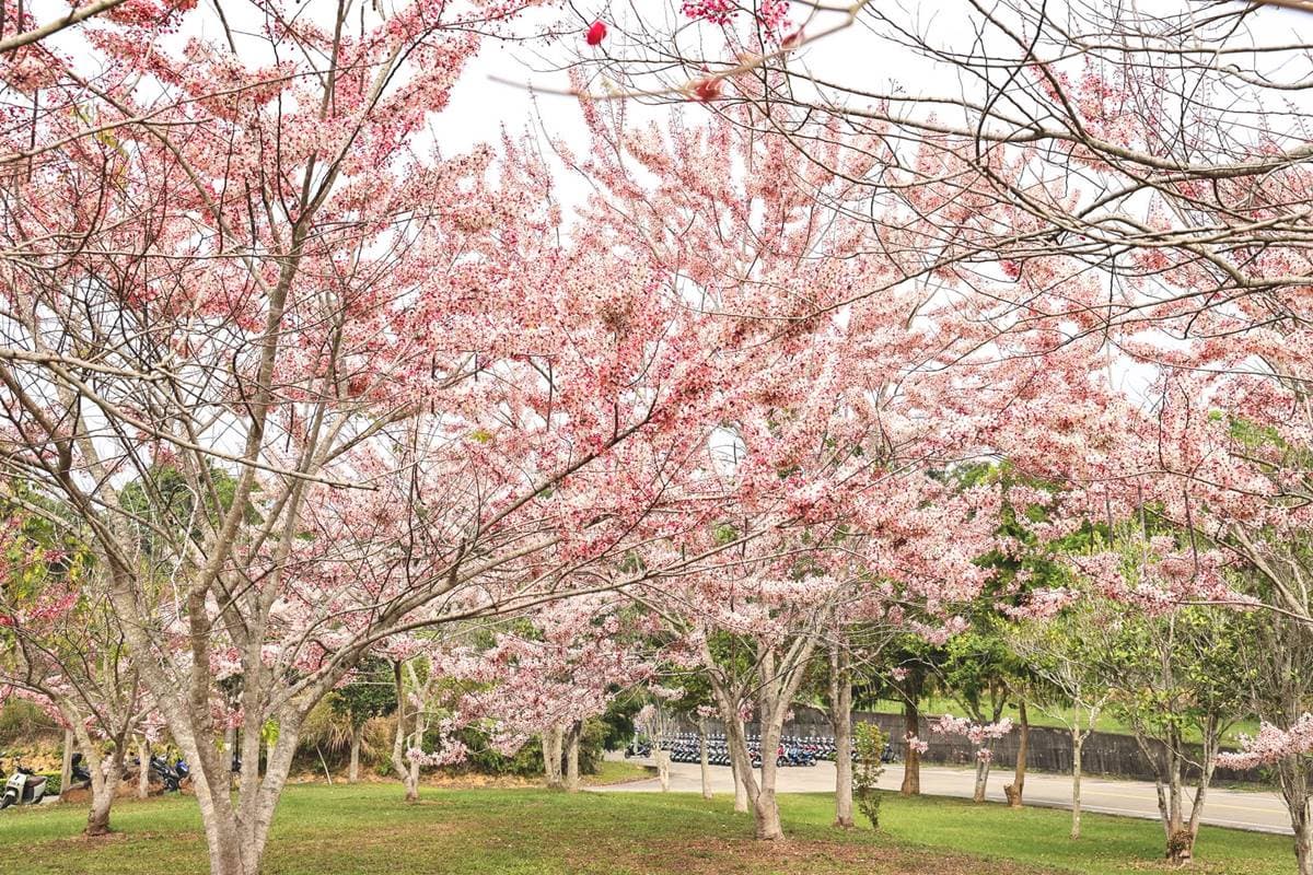 母親節帶媽媽去賞花!滿開「粉色花旗木」藏南投大學,浪漫粉紅雨錯過等明年 母親節帶媽媽去賞花!滿開「粉色花旗木」藏南投大學,浪漫粉紅雨錯過等明年