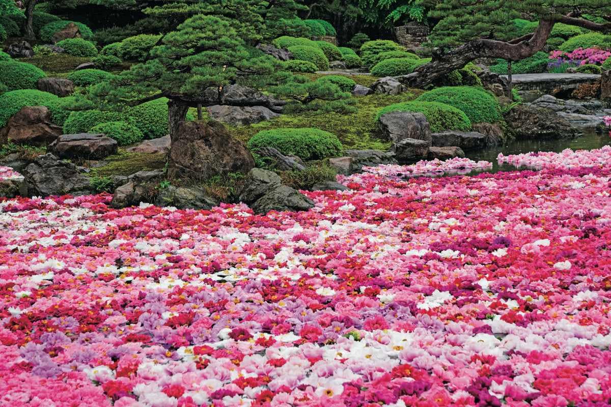 賞花祕境!5處天堂級「花海地毯」:200萬朵向日葵、4萬株繡球花毯、牡丹池 賞花祕境!5處天堂級「花海地毯」:200萬朵向日葵、4萬株繡球花毯、牡丹池