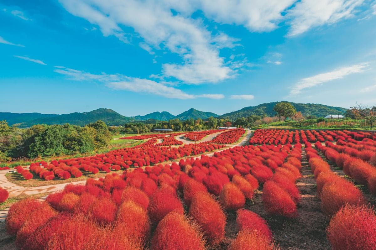 賞花祕境!5處天堂級「花海地毯」:200萬朵向日葵、4萬株繡球花毯、牡丹池 賞花祕境!5處天堂級「花海地毯」:200萬朵向日葵、4萬株繡球花毯、牡丹池