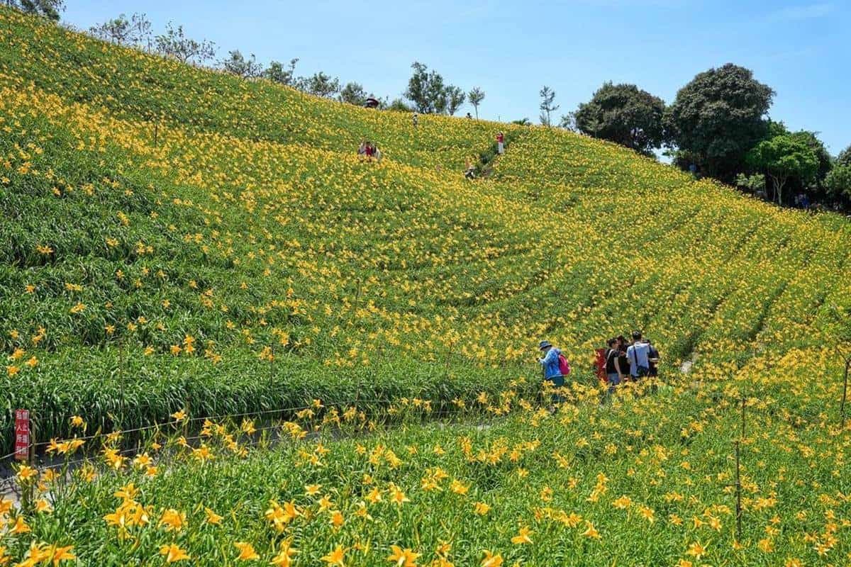最美「金黃山坡」在這!3萬朵金針花海免費拍,順逛小農市集、5月底前快衝 最美「金黃山坡」在這!3萬朵金針花海免費拍,順逛小農市集、5月底前快衝