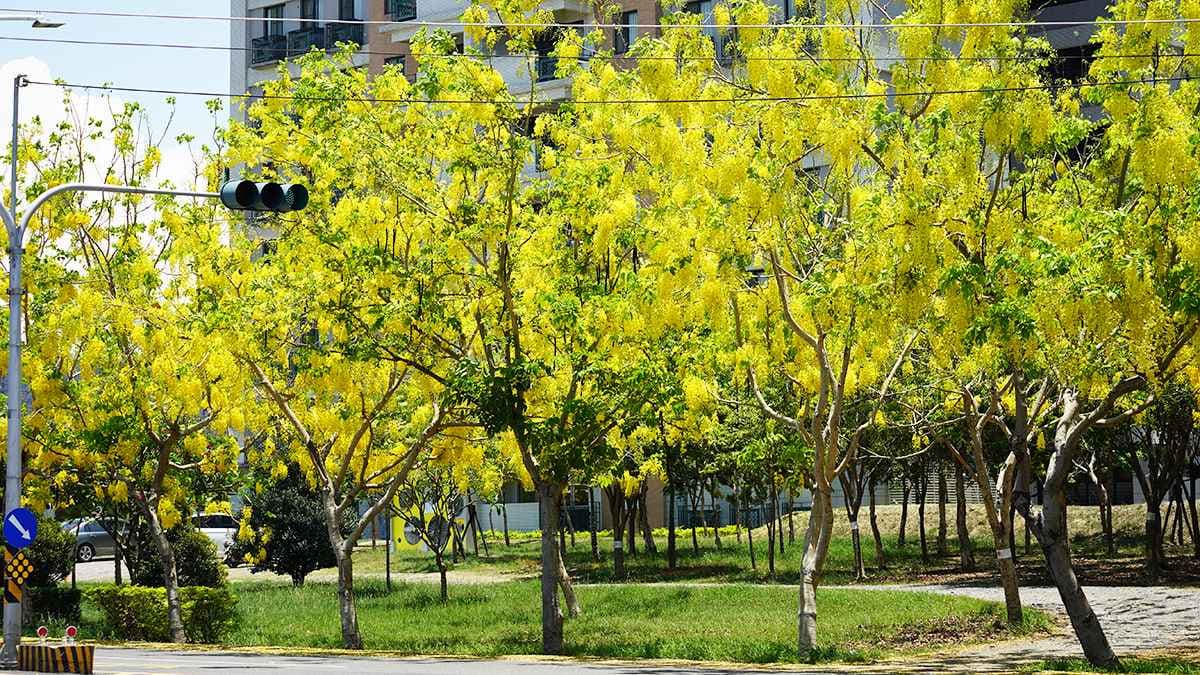 在地人都不見得知道!高雄賞花祕境「鳳凰木+阿勃勒」滿開,3色花海洗版IG 在地人都不見得知道!高雄賞花祕境「鳳凰木+阿勃勒」滿開,3色花海洗版IG