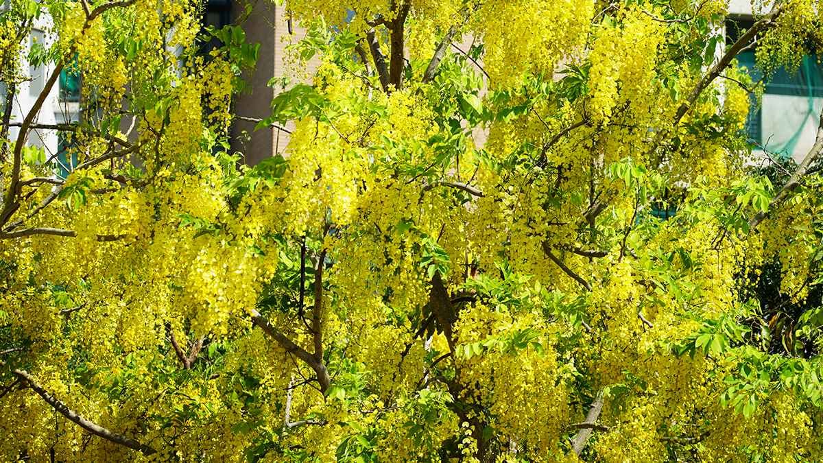 在地人都不見得知道!高雄賞花祕境「鳳凰木+阿勃勒」滿開,3色花海洗版IG 在地人都不見得知道!高雄賞花祕境「鳳凰木+阿勃勒」滿開,3色花海洗版IG