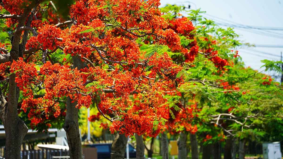 在地人都不見得知道!高雄賞花祕境「鳳凰木+阿勃勒」滿開,3色花海洗版IG 在地人都不見得知道!高雄賞花祕境「鳳凰木+阿勃勒」滿開,3色花海洗版IG