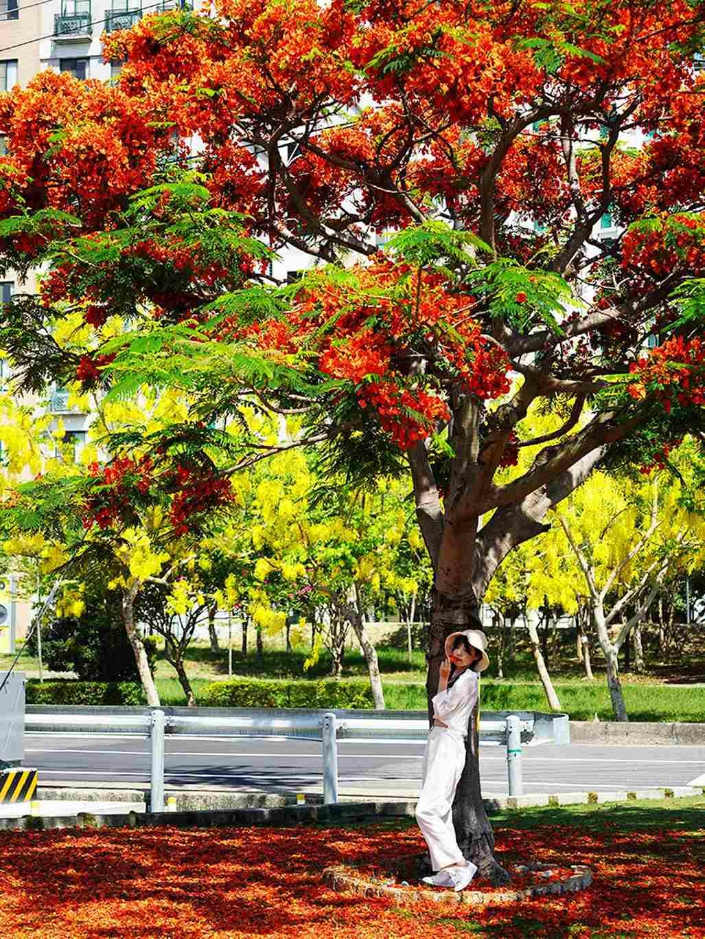 在地人都不見得知道!高雄賞花祕境「鳳凰木+阿勃勒」滿開,3色花海洗版IG 在地人都不見得知道!高雄賞花祕境「鳳凰木+阿勃勒」滿開,3色花海洗版IG