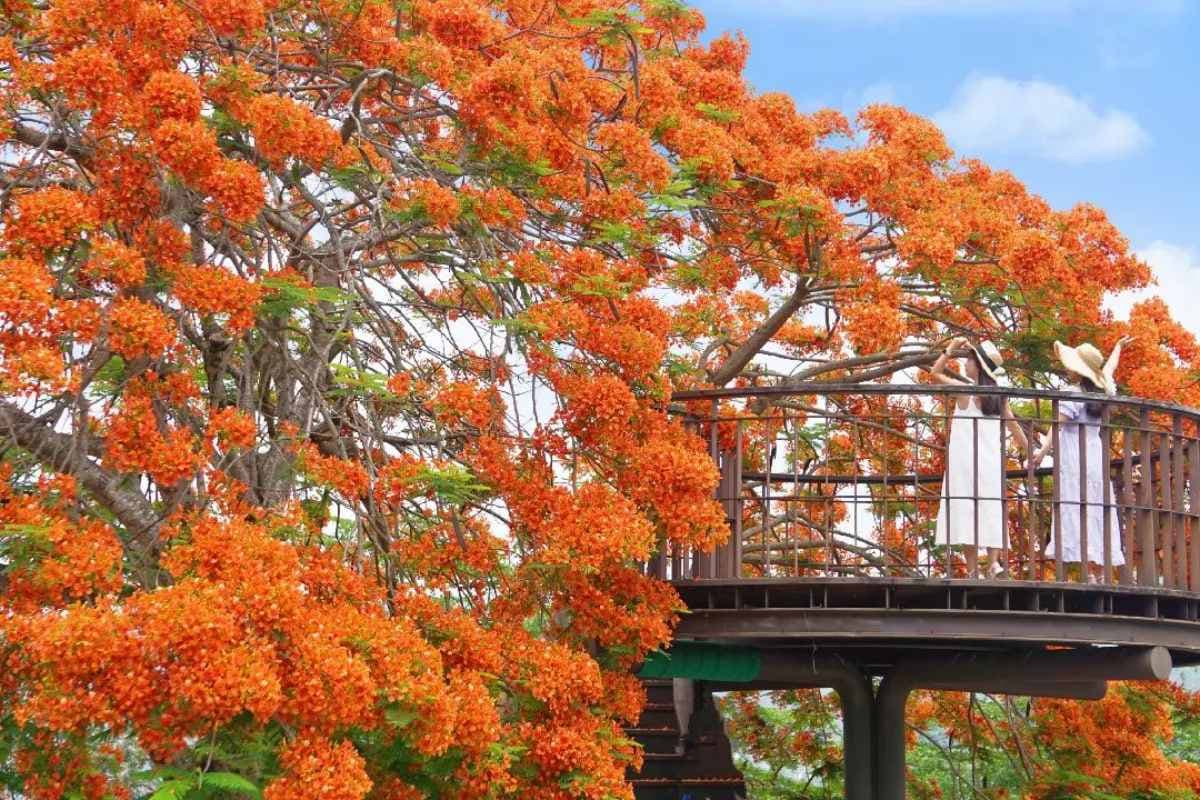 嘉義最美鳳凰花祕境!「爆炸花海+樹屋平台」刷爆IG,6月前快來免費拍爆 嘉義最美鳳凰花祕境!「爆炸花海+樹屋平台」刷爆IG,6月前快來免費拍爆