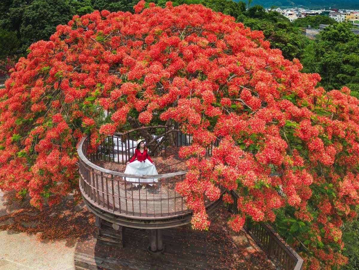 嘉義最美鳳凰花祕境!「爆炸花海+樹屋平台」刷爆IG,6月前快來免費拍爆 嘉義最美鳳凰花祕境!「爆炸花海+樹屋平台」刷爆IG,6月前快來免費拍爆