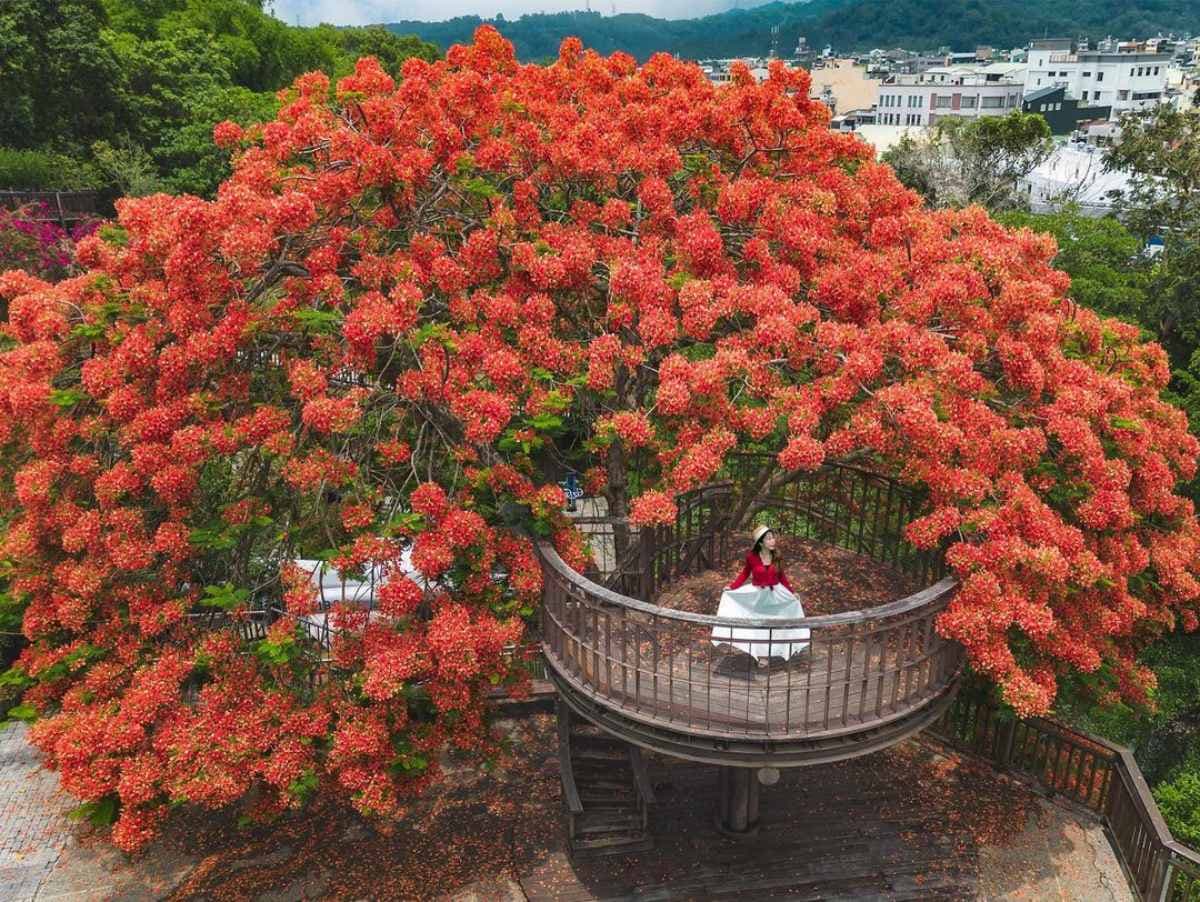 嘉義最美鳳凰花祕境!「爆炸花海+樹屋平台」刷爆IG,6月前快來免費拍爆 嘉義最美鳳凰花祕境!「爆炸花海+樹屋平台」刷爆IG,6月前快來免費拍爆