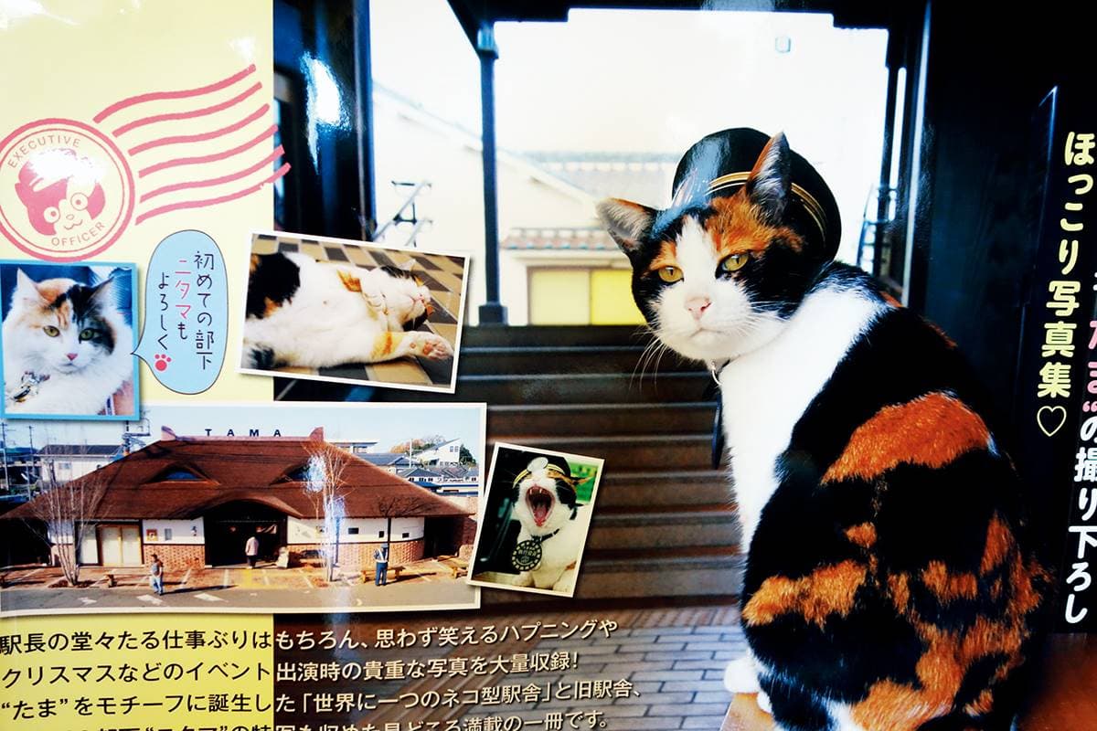 日本「最強貓站長」!一代上任1年吸金日幣11億,快搭「小玉電車」訪繼承人 日本「最強貓站長」!一代上任1年吸金日幣11億,快搭「小玉電車」訪繼承人