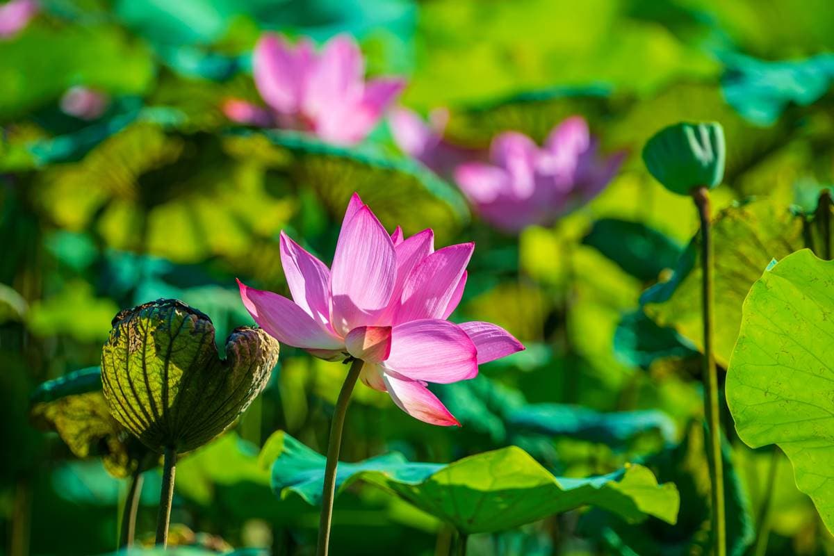 夏至當天陽氣最重!吃「2類食物」解熱降心火,火旺拉肚子吃「這味」可緩解 夏至當天陽氣最重!吃「2類食物」解熱降心火,火旺拉肚子吃「這味」可緩解