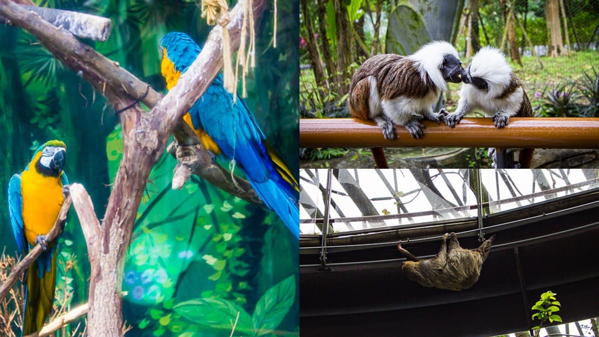 暑假帶小孩放電!必逛「最強動物園」TOP6:全台面積最大、12歲以下免費入園 暑假帶小孩放電!必逛「最強動物園」TOP6:全台面積最大、12歲以下免費入園