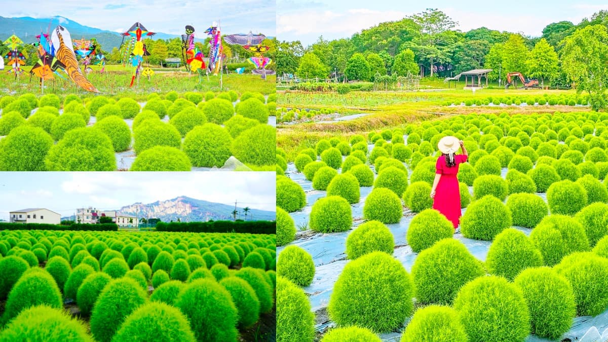 「抹茶小丸子」回來了!2大最萌「波波草」祕境:6000株超狂、免費拍到飽