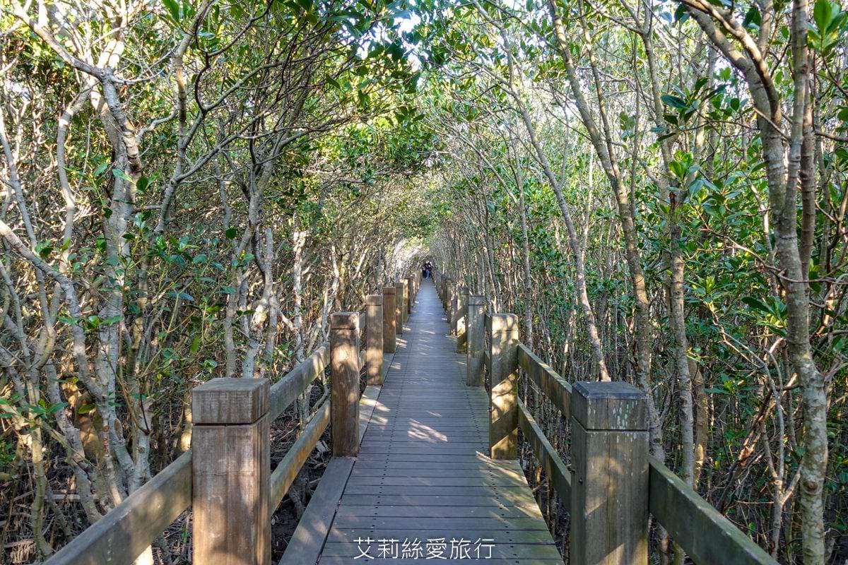 「龍貓隧道」回來了!北部唯一「混生紅樹林」步道整修再開放,宛如隱世祕境 「龍貓隧道」回來了!北部唯一「混生紅樹林」步道整修再開放,宛如隱世祕境