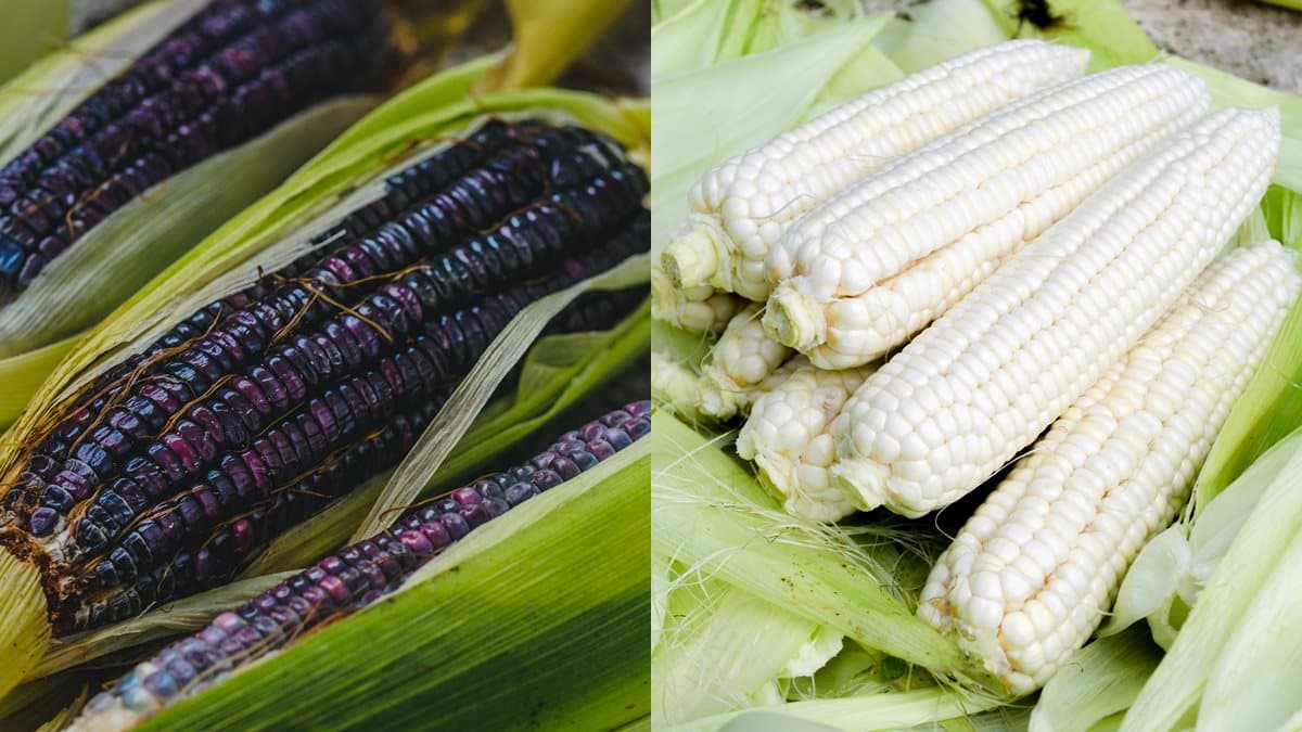 玉米竟是減肥好物!想正確瘦身就要吃對顏色,紫黃白肉要嗑「這顏色」才對 玉米竟是減肥好物!想正確瘦身就要吃對顏色,紫黃白肉要嗑「這顏色」才對