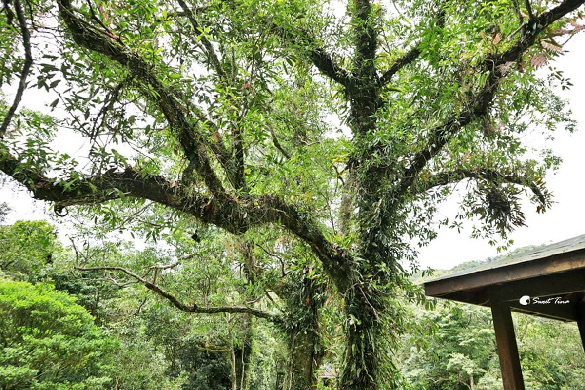 免門票「亞洲最大植物園」在這!搶拍絕美水生池、近距離賞山羌,想去先預約 免門票「亞洲最大植物園」在這!搶拍絕美水生池、近距離賞山羌,想去先預約