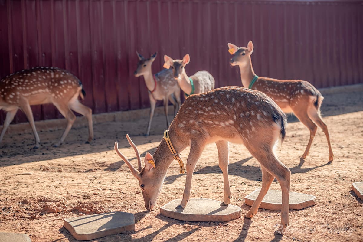 平日入園「最高省百元」!桃園人氣農場換新裝,搶拍超萌水豚雕像、餵小動物 平日入園「最高省百元」!桃園人氣農場換新裝,搶拍超萌水豚雕像、餵小動物