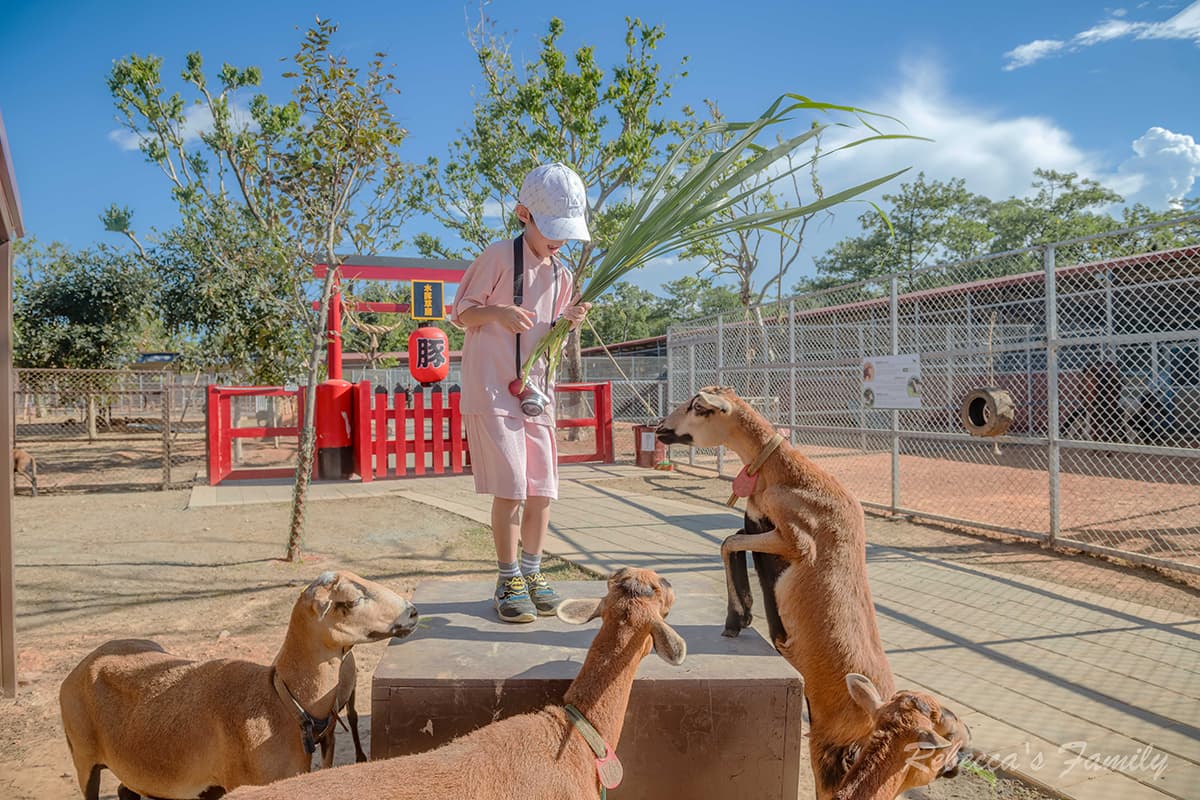 平日入園「最高省百元」!桃園人氣農場換新裝,搶拍超萌水豚雕像、餵小動物 平日入園「最高省百元」!桃園人氣農場換新裝,搶拍超萌水豚雕像、餵小動物