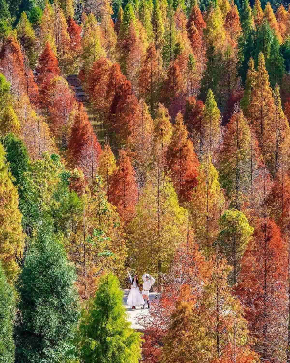 即時美景報你知!全台最美漸層落羽松TOP10:4萬坪莊園祕境、夢幻湖泊倒影 即時美景報你知!全台最美漸層落羽松TOP10:4萬坪莊園祕境、夢幻湖泊倒影