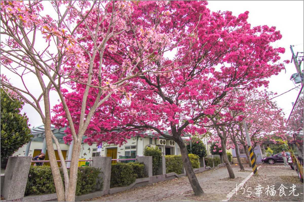 「粉色棉花糖」占領台中、彰化!3處洋紅風鈴木祕境推薦,美到在地人想私藏 「粉色棉花糖」占領台中、彰化!3處洋紅風鈴木祕境推薦,美到在地人想私藏