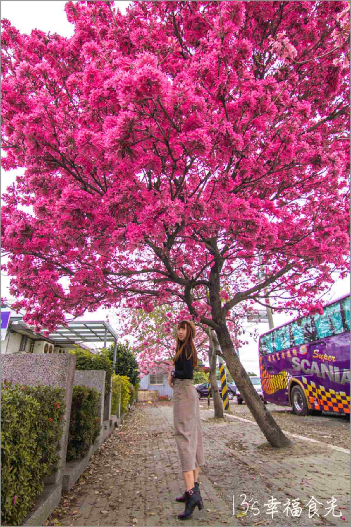 「粉色棉花糖」占領台中、彰化!3處洋紅風鈴木祕境推薦,美到在地人想私藏 「粉色棉花糖」占領台中、彰化!3處洋紅風鈴木祕境推薦,美到在地人想私藏